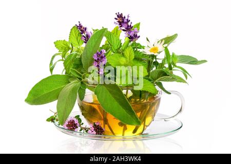 Teacup with fresh healing herbs Stock Photo