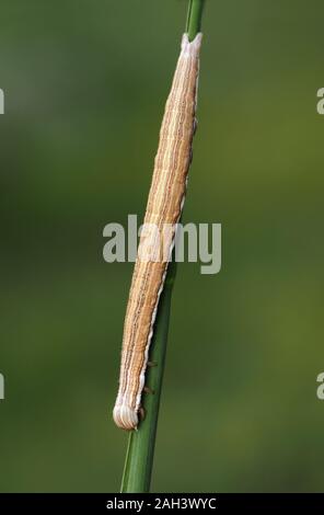 Mother Shipton moth caterpillar (Callistege mi) crawling on blade of grass. Tipperary, Ireland Stock Photo