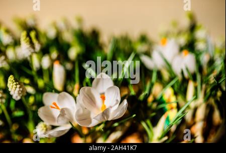 Flower macro shot, abstract photo of a flower. Beautiful natural. nature. Stock Photo