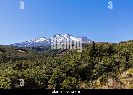 New Zealand, North Island, Forest in front of Mount Ruapehu volcano Stock Photo