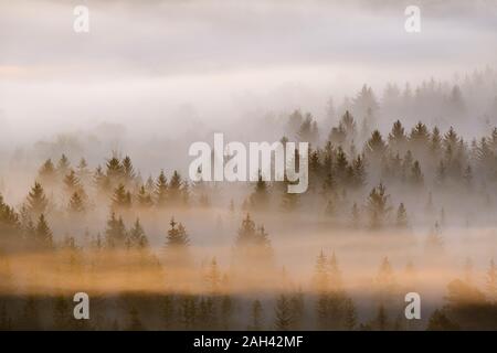 Germany, Bavaria, Aerial view of thick morning fog shrouding forest in Isarauen nature reserve Stock Photo