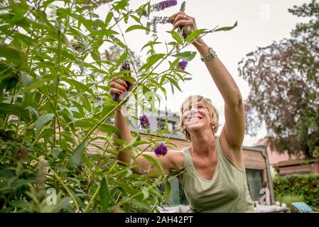 Happy woman gardening pruning butterfly bush Stock Photo