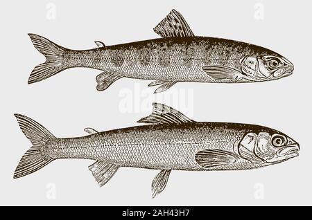 Two young atlantic salmons salmo salar at ten and twelve months in side view after a historical engraving from the 19th century Stock Vector