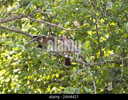 France, Corsica, Eurasian jay (Garrulus glandarius) feeding young on tree Stock Photo