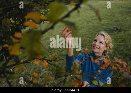 Smiling young woman picking apples from a tree in the countryside Stock Photo