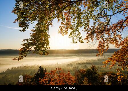 Germany, Bavaria, Icking, Beech tree branches against rising sun illuminating misty forest in autumn Stock Photo