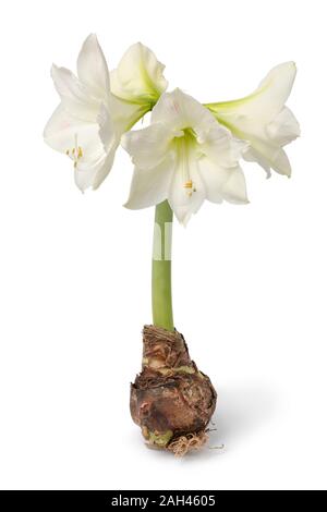 Large amaryllis bulb with four white flowers isolated on white background Stock Photo