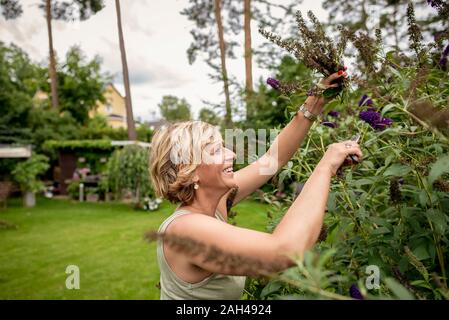 Happy woman gardening pruning butterfly bush Stock Photo