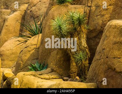 Joshua tree growing in a desert scenery, tropical evergreen plant specie from America Stock Photo