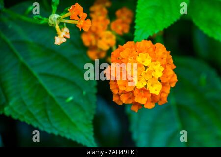macro closeup of yellow and orange lantana camara flowers, tropical flowering plant specie native to America Stock Photo