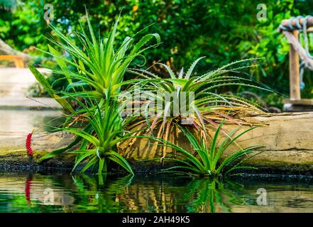 beautiful aloe vera plants with water, tropical garden scenery, popular exotic plant specie Stock Photo