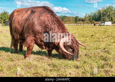 Germany, Lower Saxony, Extertal, Galloway cattle on pasture Stock Photo