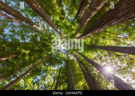New Zealand, Oceania, North Island, Rotorua, Hamurana Springs Nature Reserve, Low angle view of Redwood Forest (Sequoioideae) Stock Photo