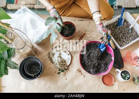 Top view of woman working with soil on table Stock Photo