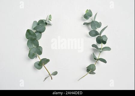 Eucalyptus leaves frame on white background with place for your text. Wreath made of leaf branches. Flat lay, top view Stock Photo