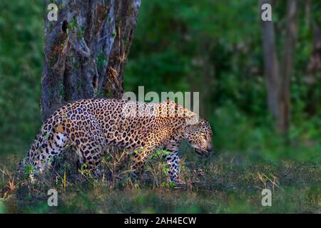 Asian Leopard known as Panthera pardus kotiya in latin, in Yala, Sri Lanka Stock Photo