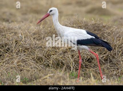 Adult White stork walking in a field with straw and hay Stock Photo