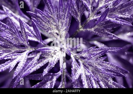 Fantastic natural floral background. Plant in water drops close up. Toned photo. Soft focus, selected focus. Stock Photo