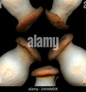 King Oyster Mushrooms on Black Background Stock Photo