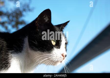 Black and white cat photo was taken on hand. Bosphorus bridge in the background. Stock Photo