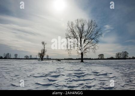 Snow dunes and a large tree, winter view Stock Photo