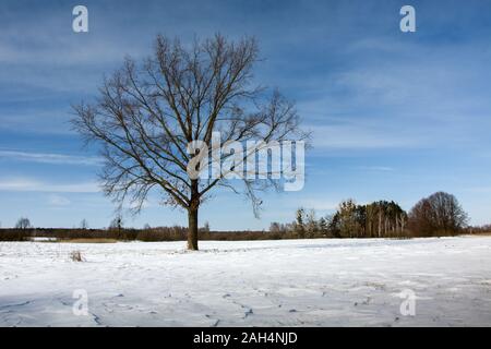 A large lonely tree on the meadow Stock Photo