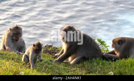 macaque monkeys relaxing near a cliff edge at uluwatu temple on bali Stock Photo