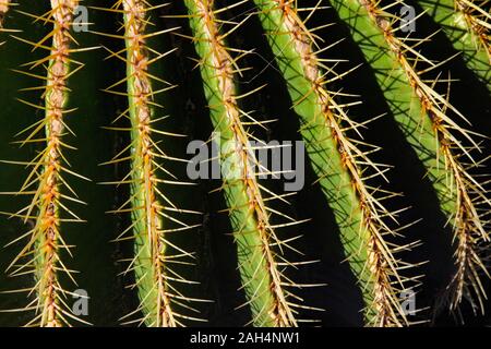 A close up abstract of a cactus Stock Photo