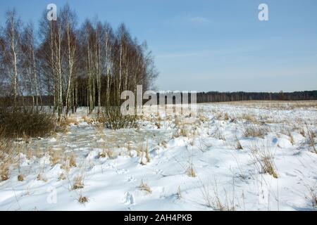 Trees and field, winter view in Zarzecze, Poland Stock Photo