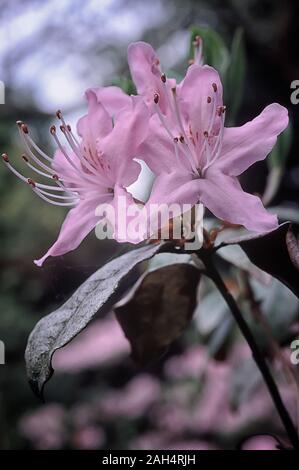 Rhododendron davidsonianum; Ericaceae, shurb of China; flower Lavander and Pink. Stock Photo