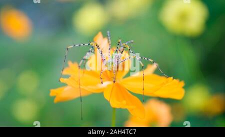 spider macro on the flower on nature green background / close up beautiful and colorful spider strange rare Stock Photo