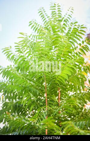 Fresh green tree neem leaves plant growing on nature for food and herb / Azadirachta indica , Neem tree Stock Photo