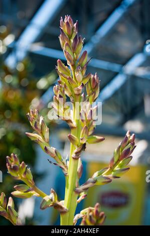 Small blooming palm tree - buds of blue agave against the background of a blue fence lattice, defocus. Stock Photo