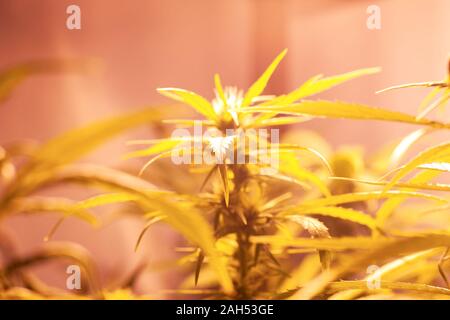 growing medical marijuana buds under artificial lighting in a grow box. yellow spectrum lamp for cannabis cultivation... Stock Photo