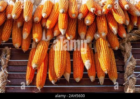 Dried corn cobs hanging over wooden wall to dry out. Stock Photo