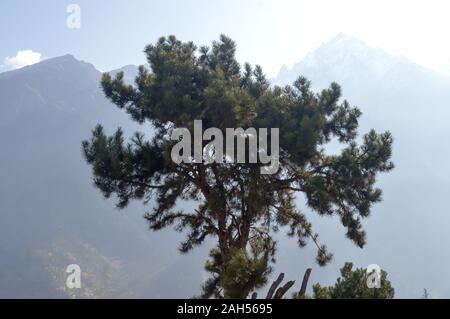 A solitary Mediterranean conifer pine (Pinia Pinus) standing alone on high mountain background. Magical sun light rays lit from back. Foggy atmosphere Stock Photo