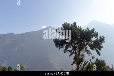 A solitary Mediterranean conifer pine (Pinia Pinus) standing alone on high mountain background. Magical sun light rays lit from back. Foggy atmosphere Stock Photo