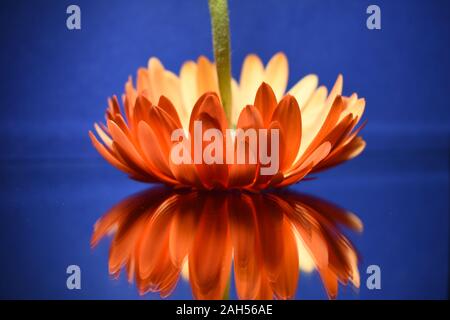 An orange Gerbera upside down on blue background. Stock Photo