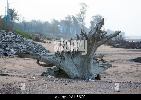 A large abandoned Fossilized roots cut tree trunk discover in pebble stones beach in Summer. Prevent tree deforestation - save the planet earth enviro Stock Photo