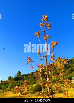 Dry thistle plant against rocky rural background Stock Photo