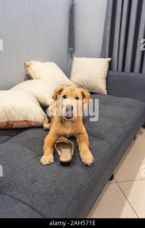 Portrait of little golden retriever dog playing with a shoe Stock Photo