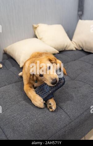 Naughty little golden dog playing with a slipper at home Stock Photo