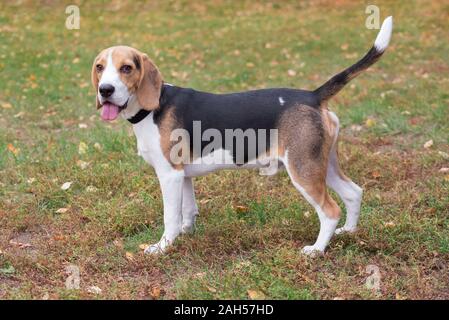 English beagle is standing on a orange leaves in the autumn park. Pet animals. Purebred dog. Stock Photo