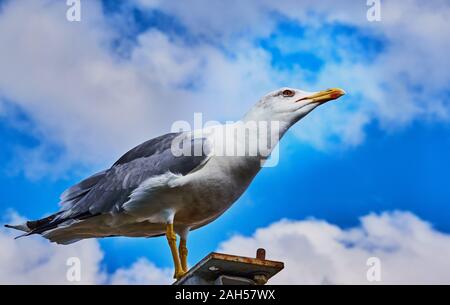 Seagull in front of a blue-white sky Stock Photo