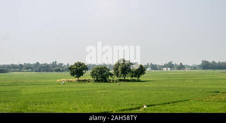 Trees on green spring meadow. Countryside Agricultural field background. Agriculture greenery filled with cereal crop. Beautiful nature scenery. Clear Stock Photo