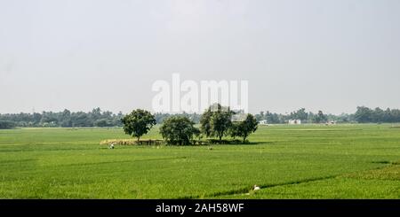 Trees on green spring meadow. Countryside Agricultural field background. Agriculture greenery filled with cereal crop. Beautiful nature scenery. Clear Stock Photo