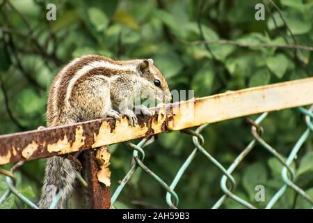 A small striped rodents marmots chipmunks squirrel monkey (sciurus fauna adorable creature) spotted on hunting mood sitting over rusty cage rod struct Stock Photo