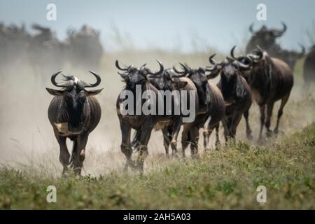 Line of blue wildebeest kick up dust Stock Photo