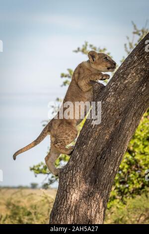 Lion cub climbs tree trunk in profile Stock Photo
