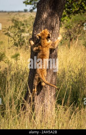 Lion cub climbs tree trunk in grassland Stock Photo